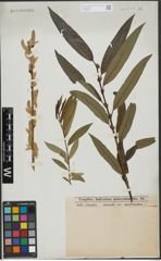 Foto von Salix triandra L. x Salix viminalis L.